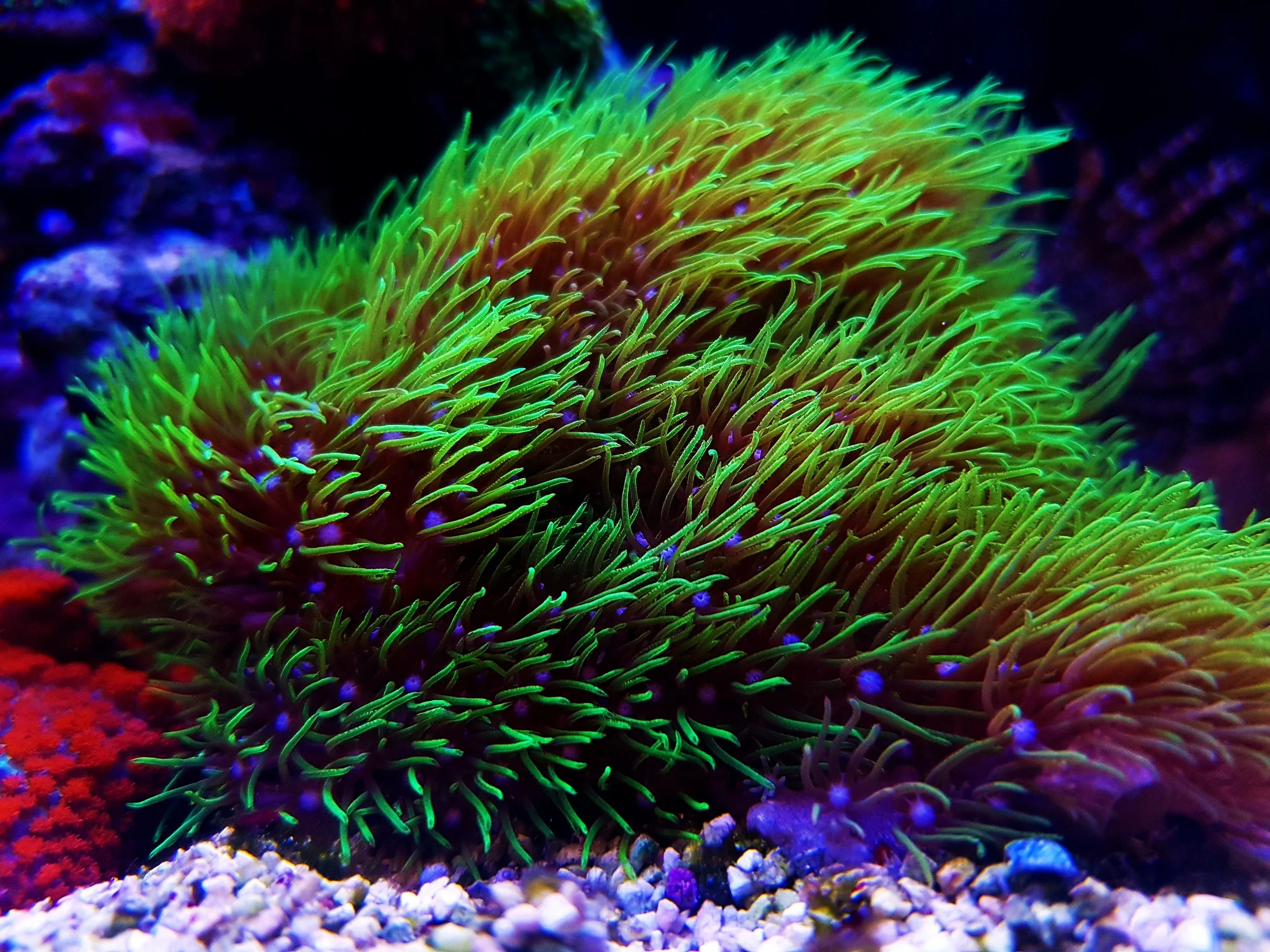soft coral7.jpeg