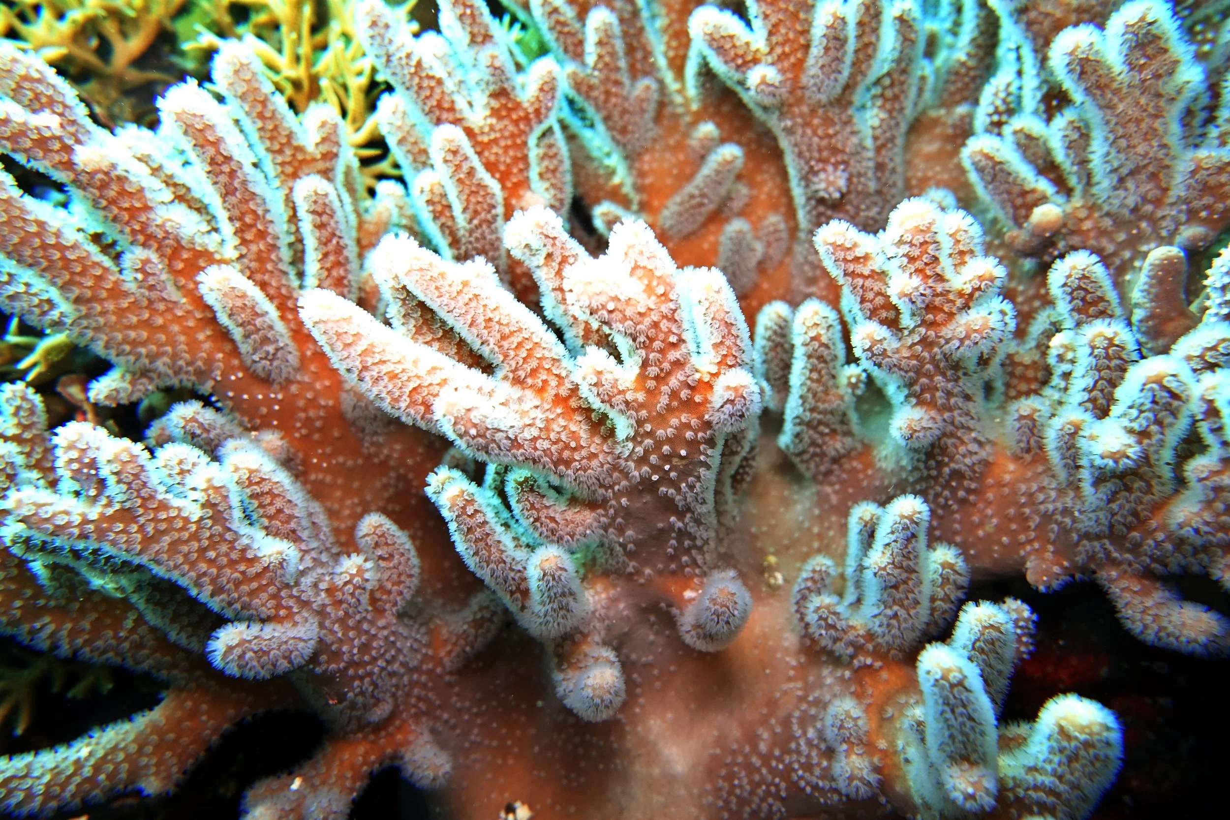 soft coral8.jpeg