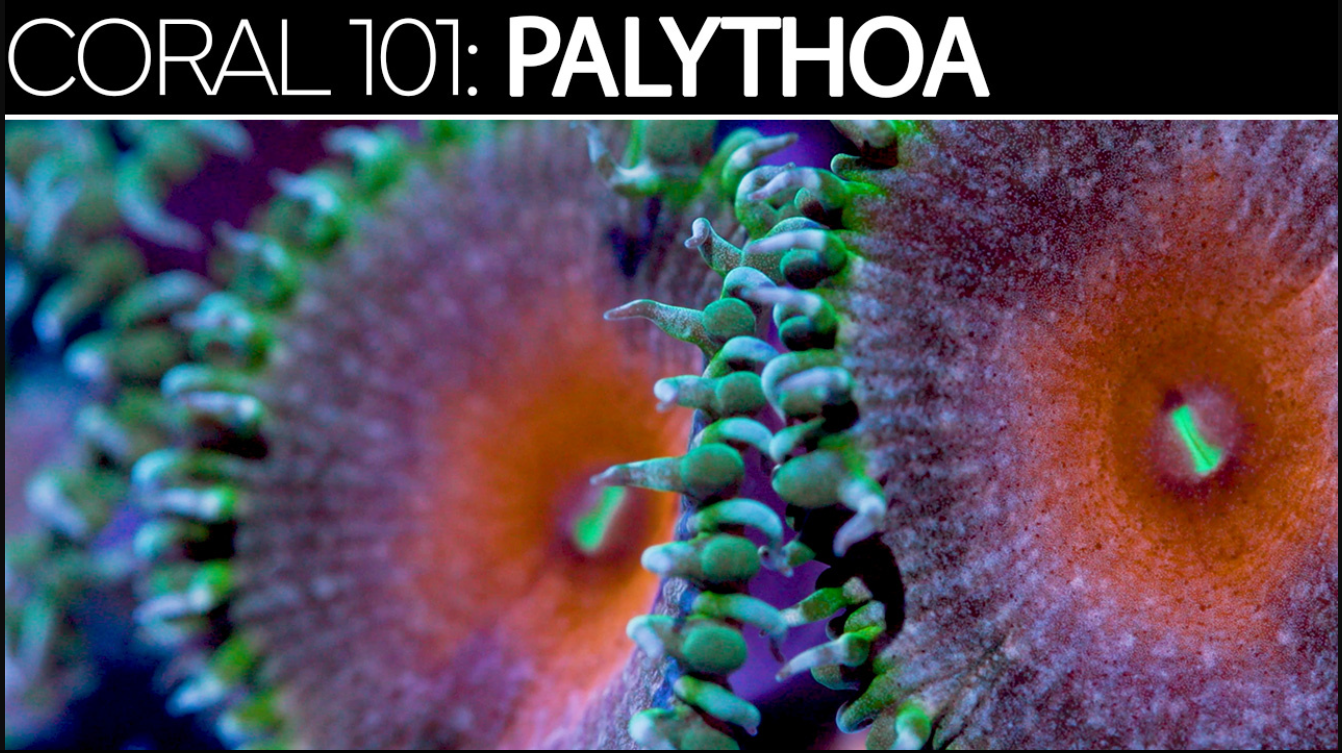 CORAL 101: Palythoa