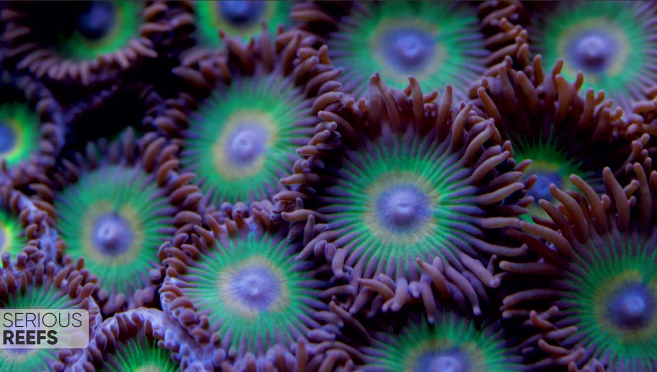 Palythoa (12).png