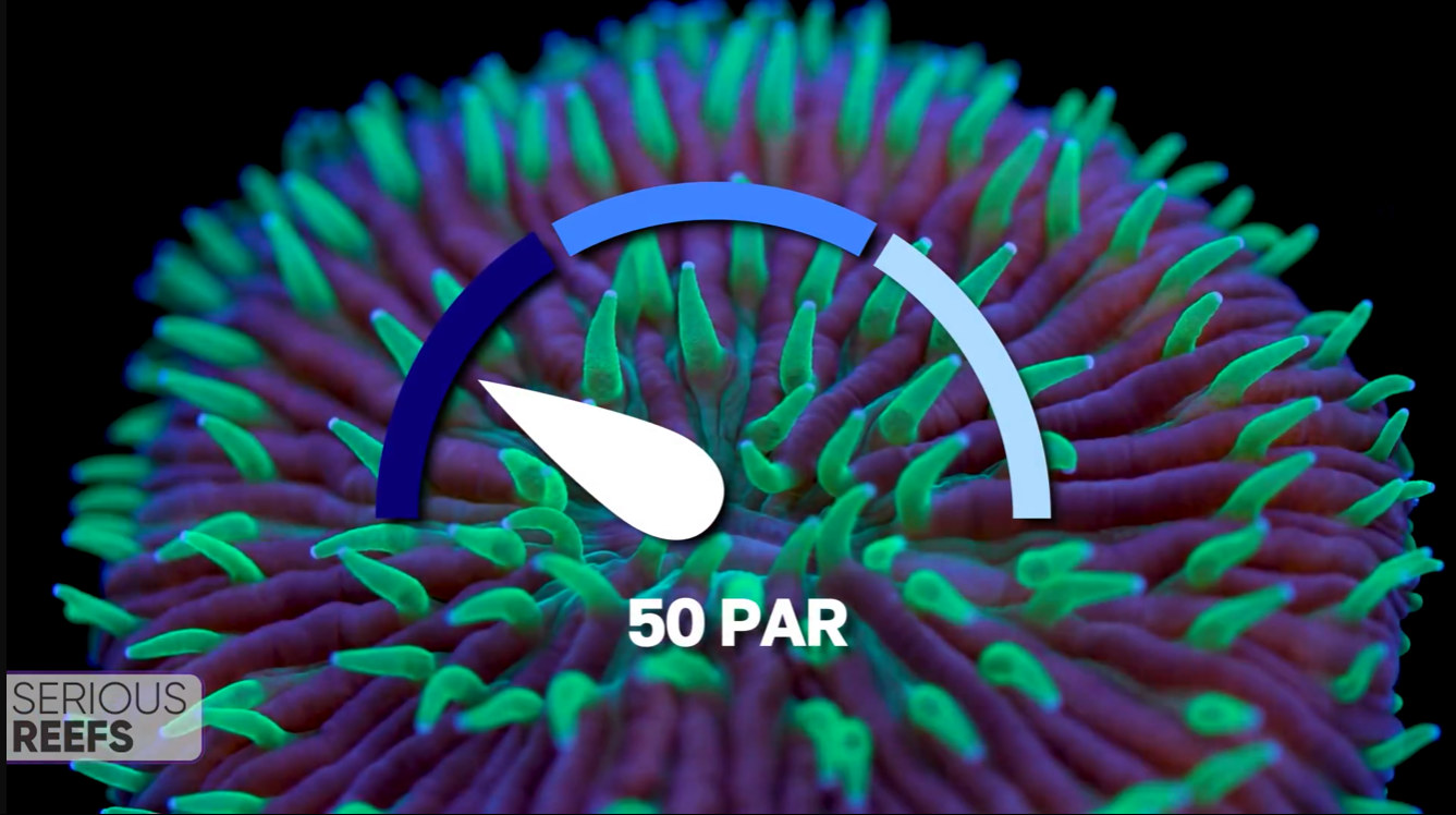 Fungia (14).png