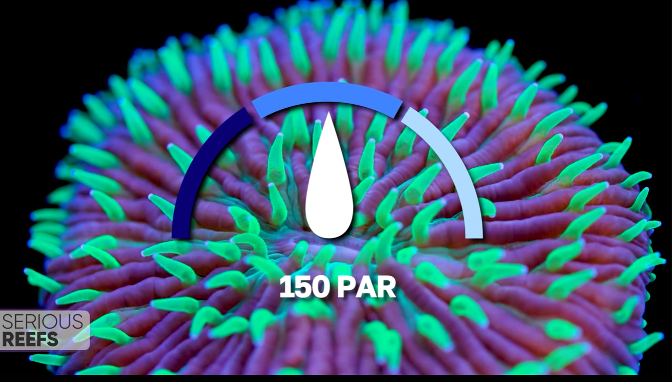 Fungia (13).png