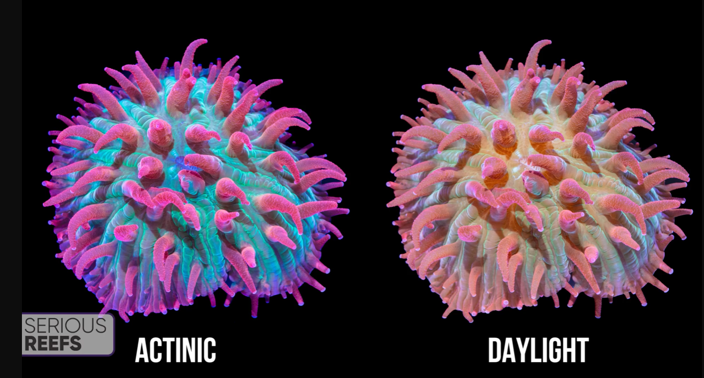 Fungia (15).png