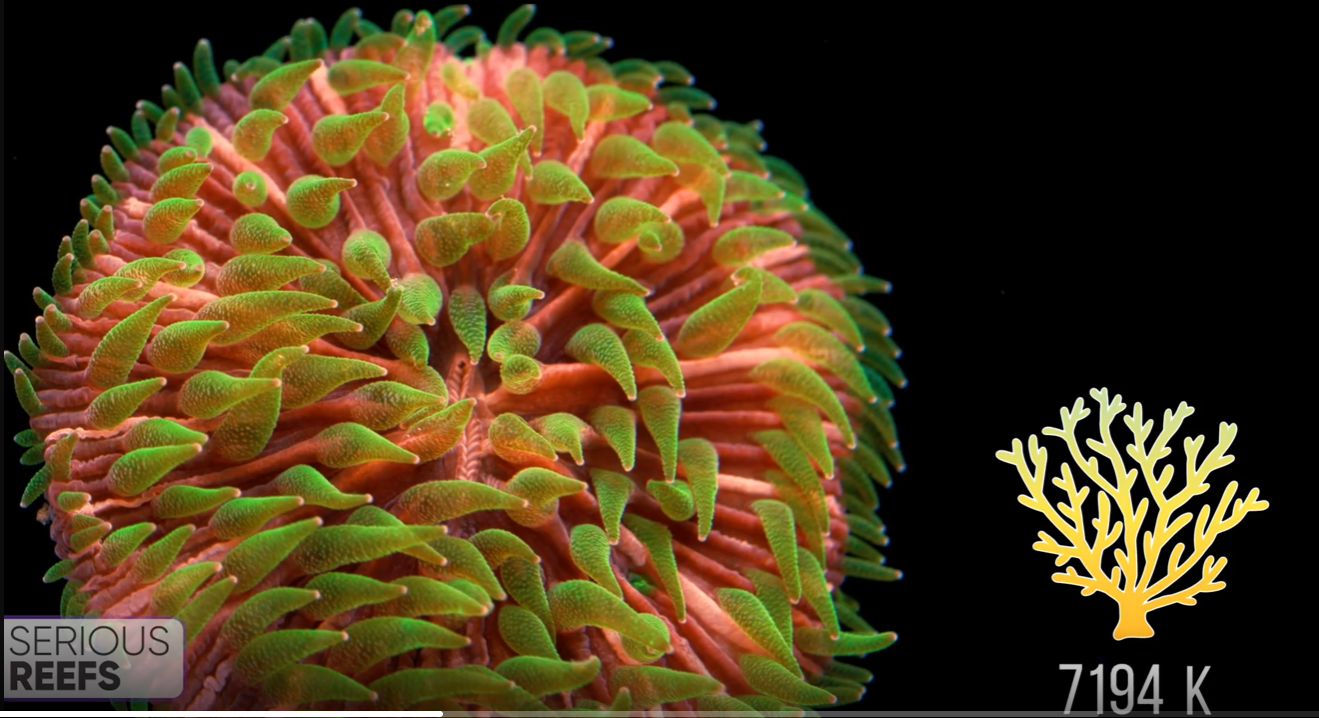Fungia (16).png