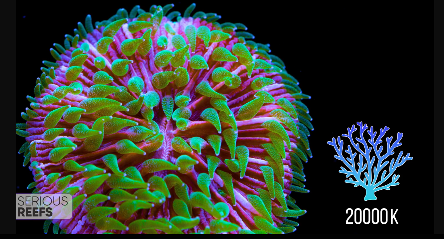 Fungia (17).png