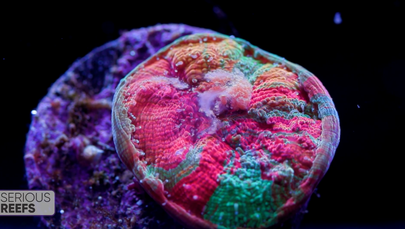 Fungia (25).png