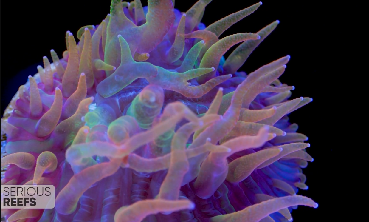 Fungia (9).png