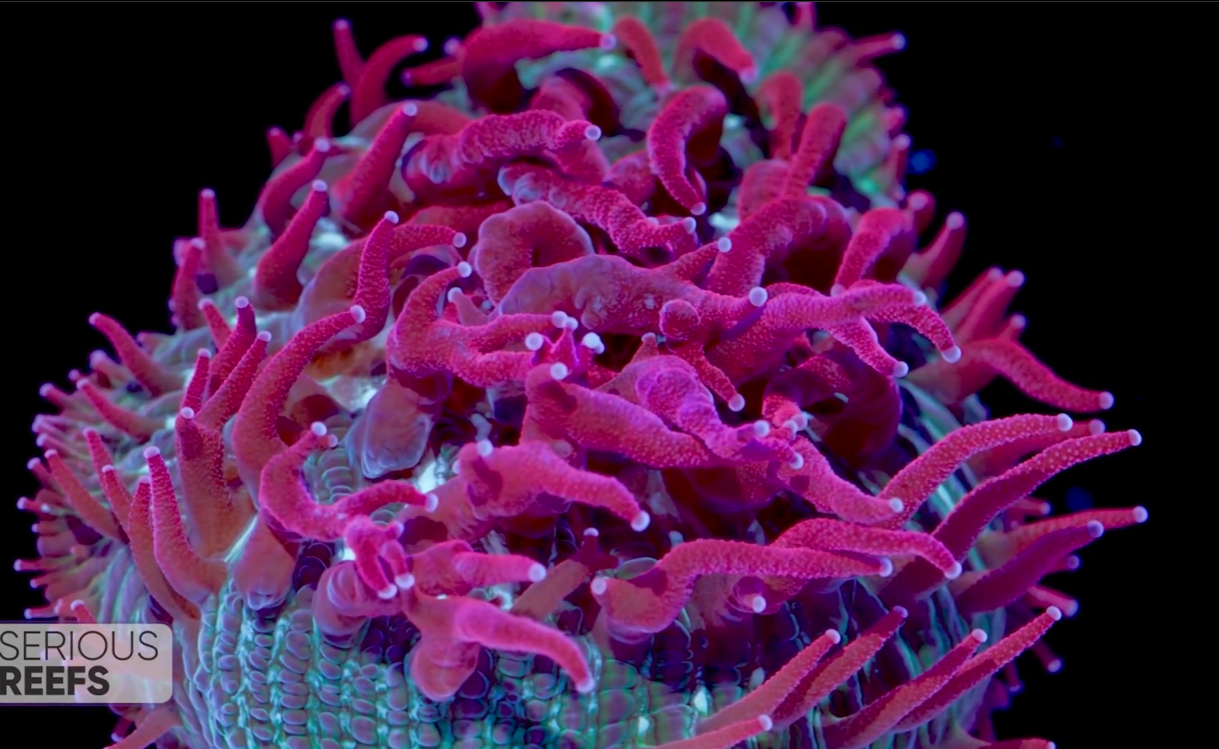 Fungia (11).png