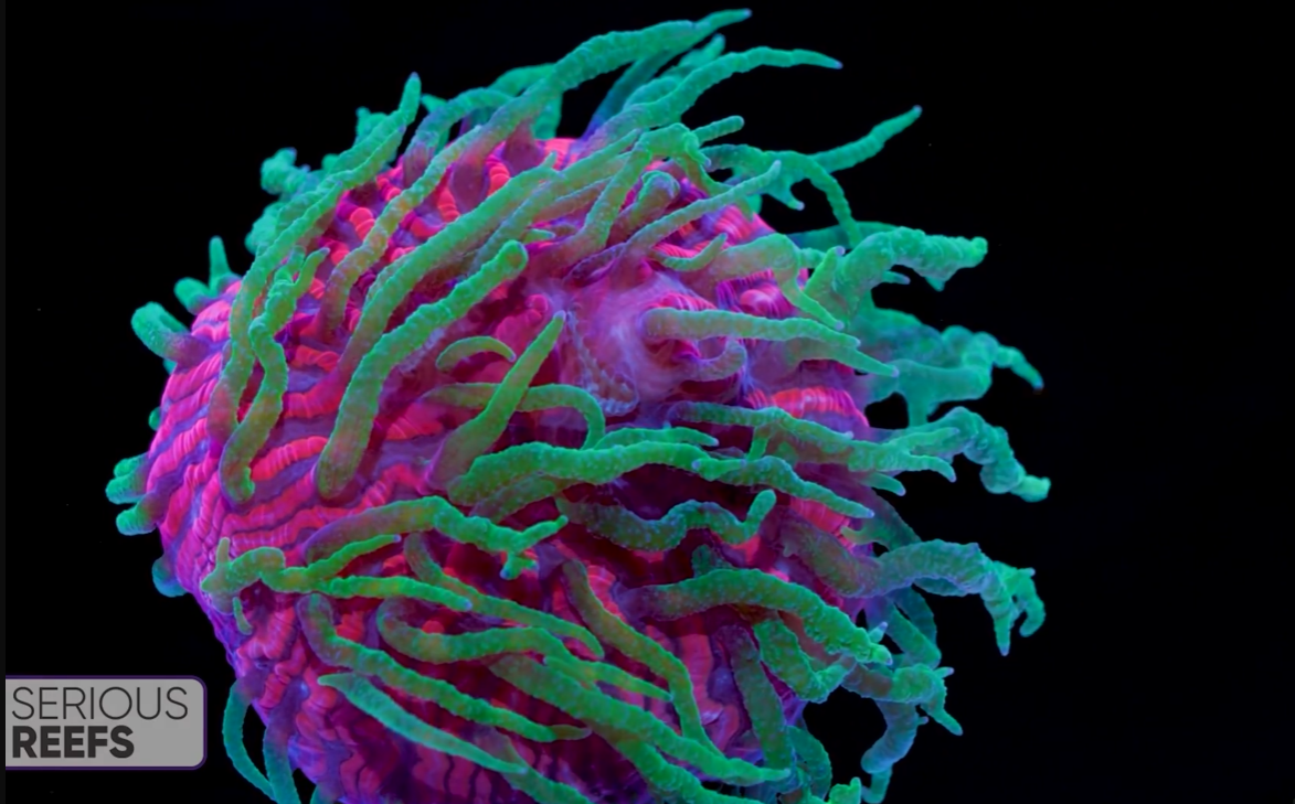 Fungia (12).png