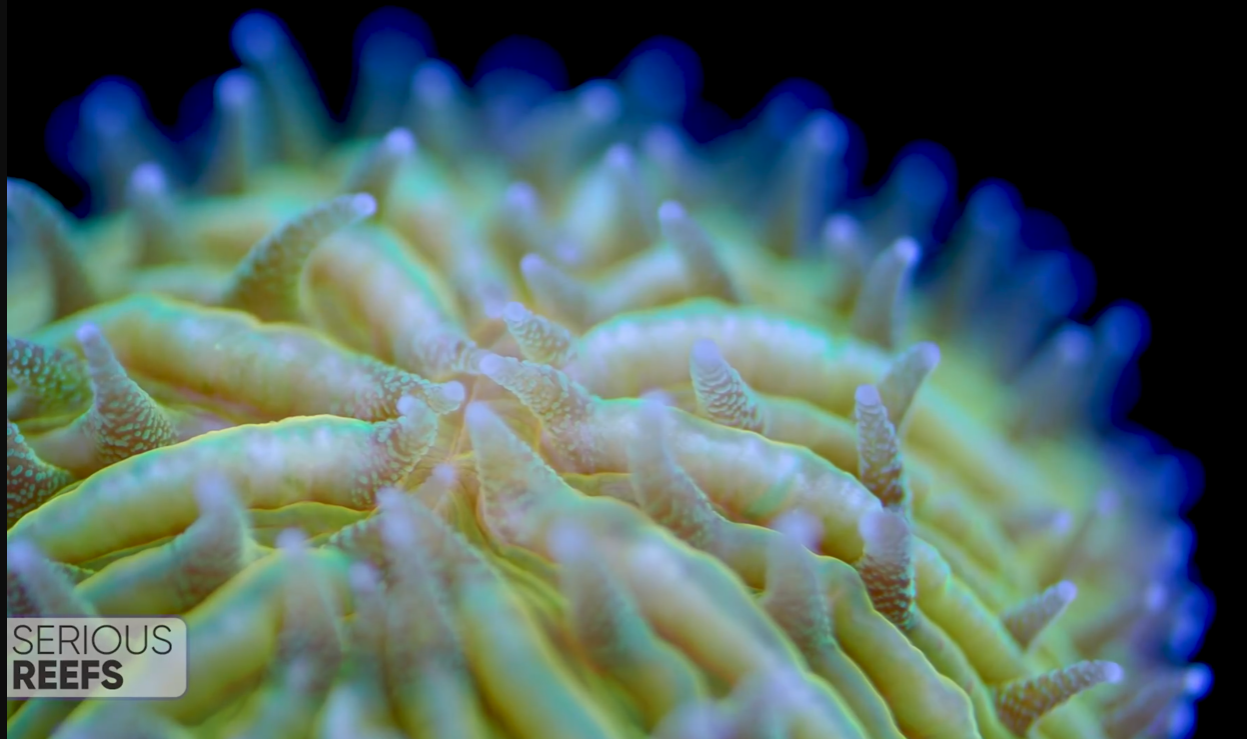 Fungia (18).png