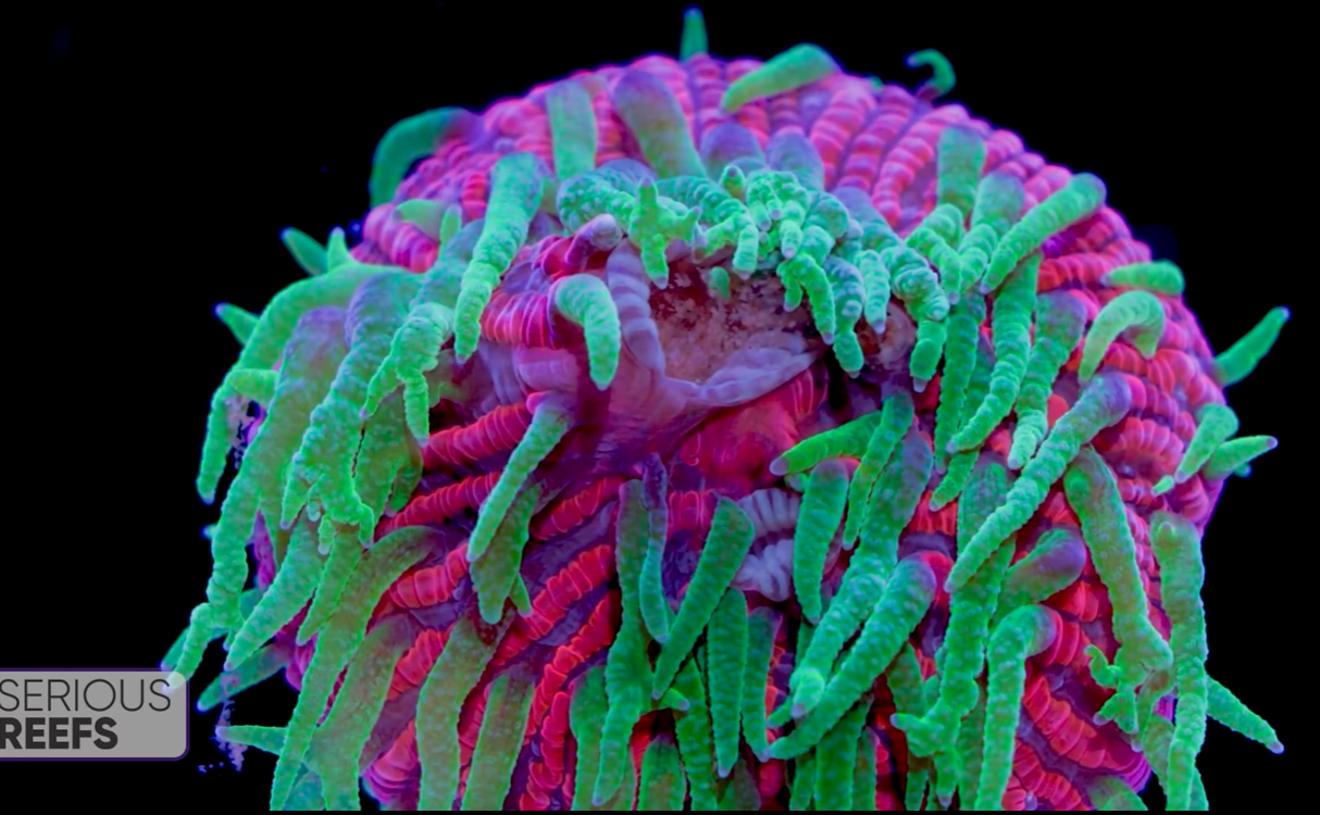 Fungia (24).png