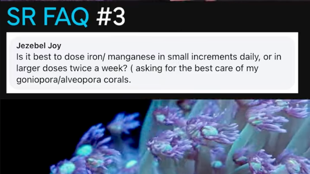 Should I dose manganese for Goniopora daily or weekly? | SR FAQ #3 