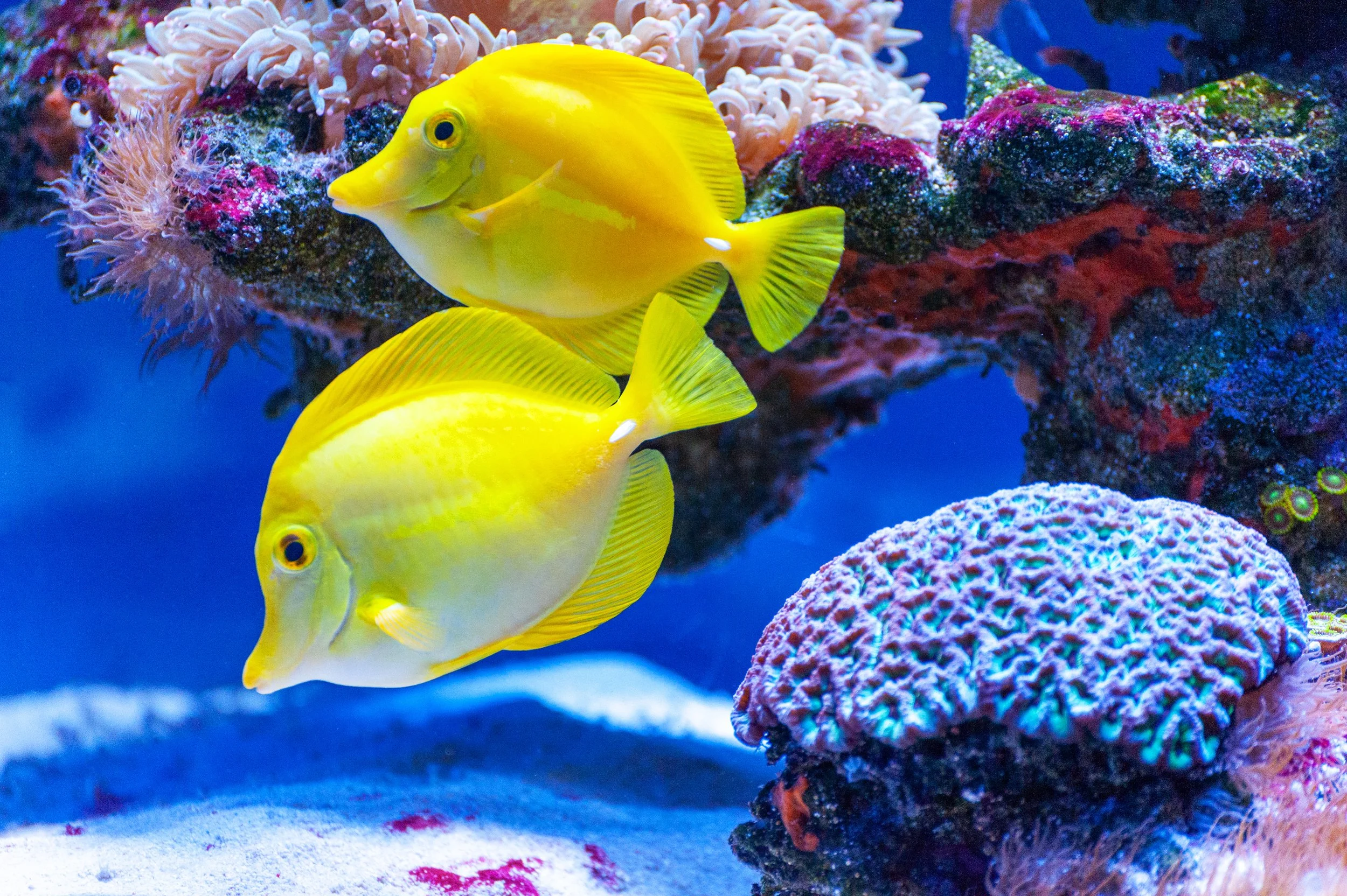 Yellow &amp; Purple Tangs (Copy)