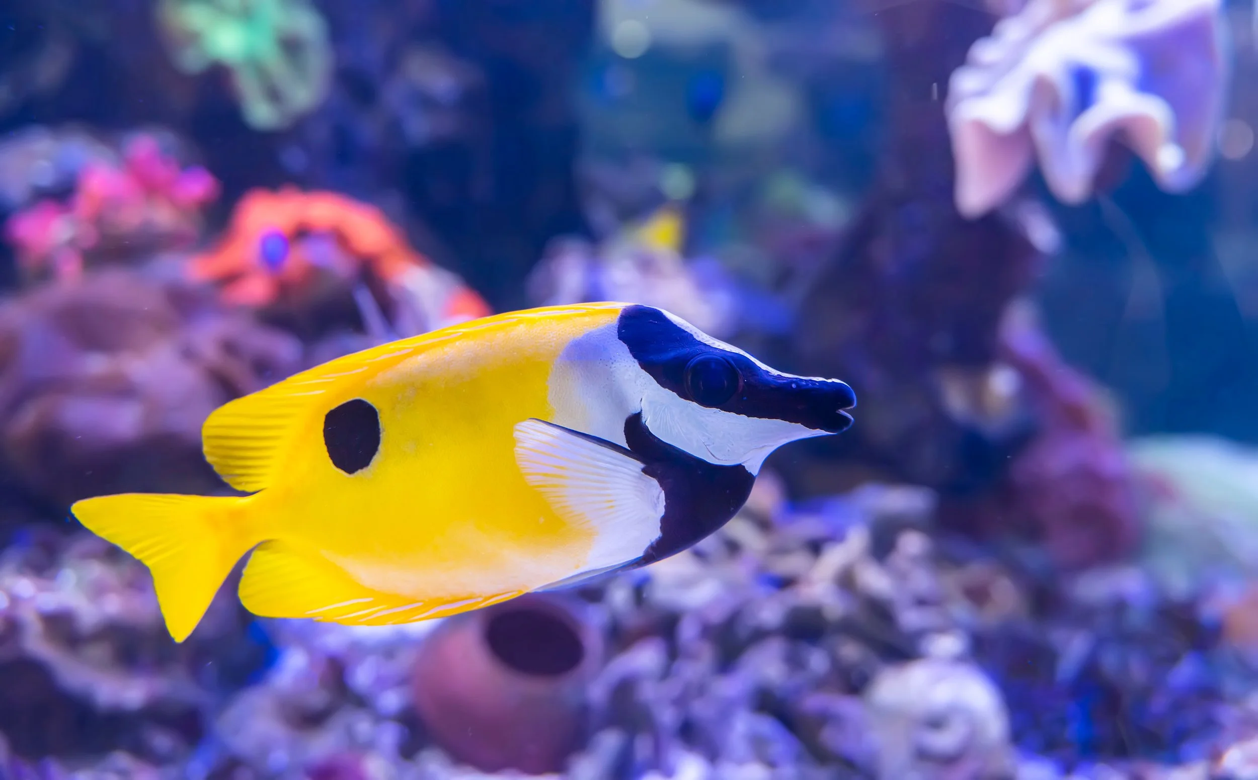 Rabbitfish (Copy)