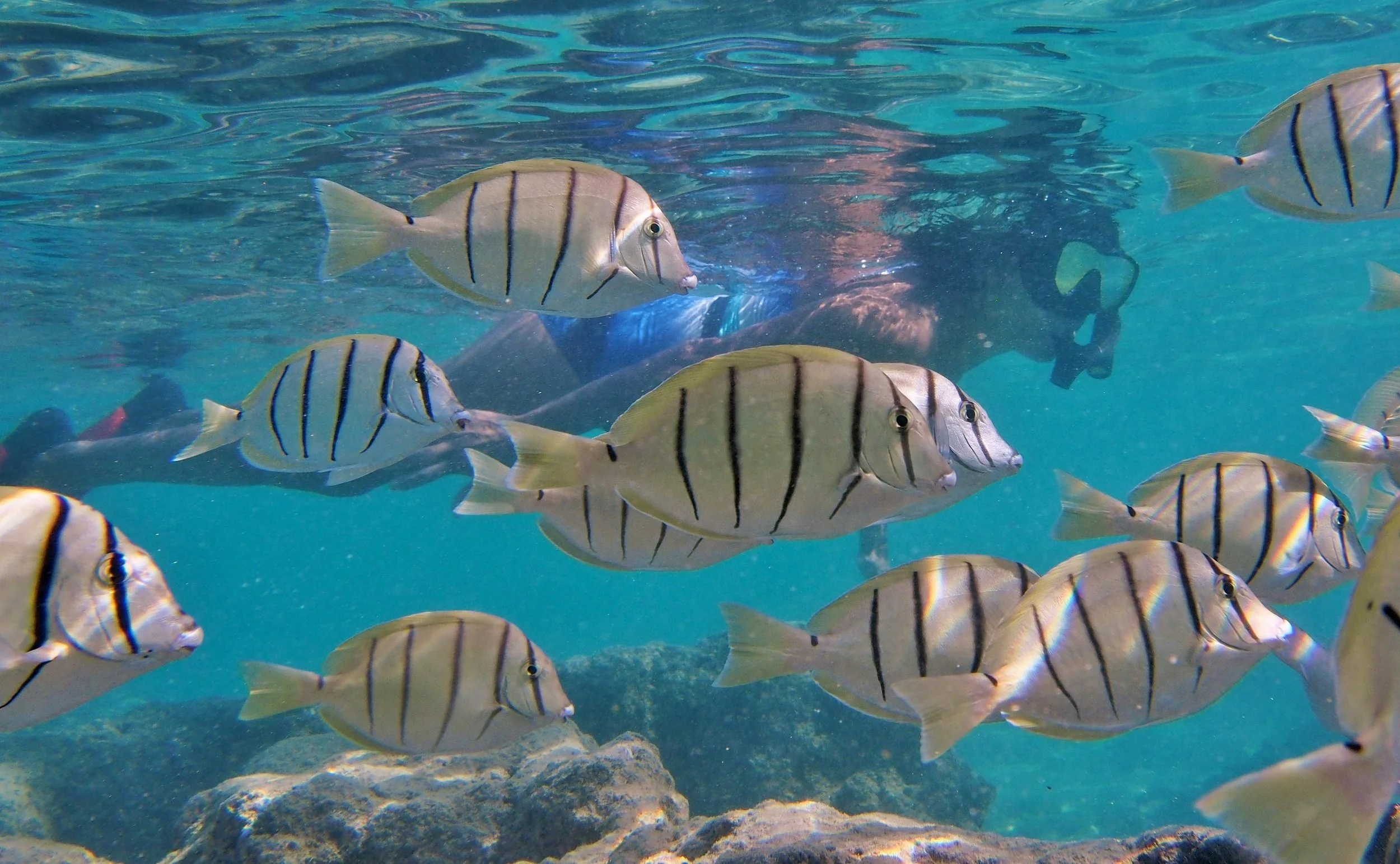 Convict Tangs (Copy)
