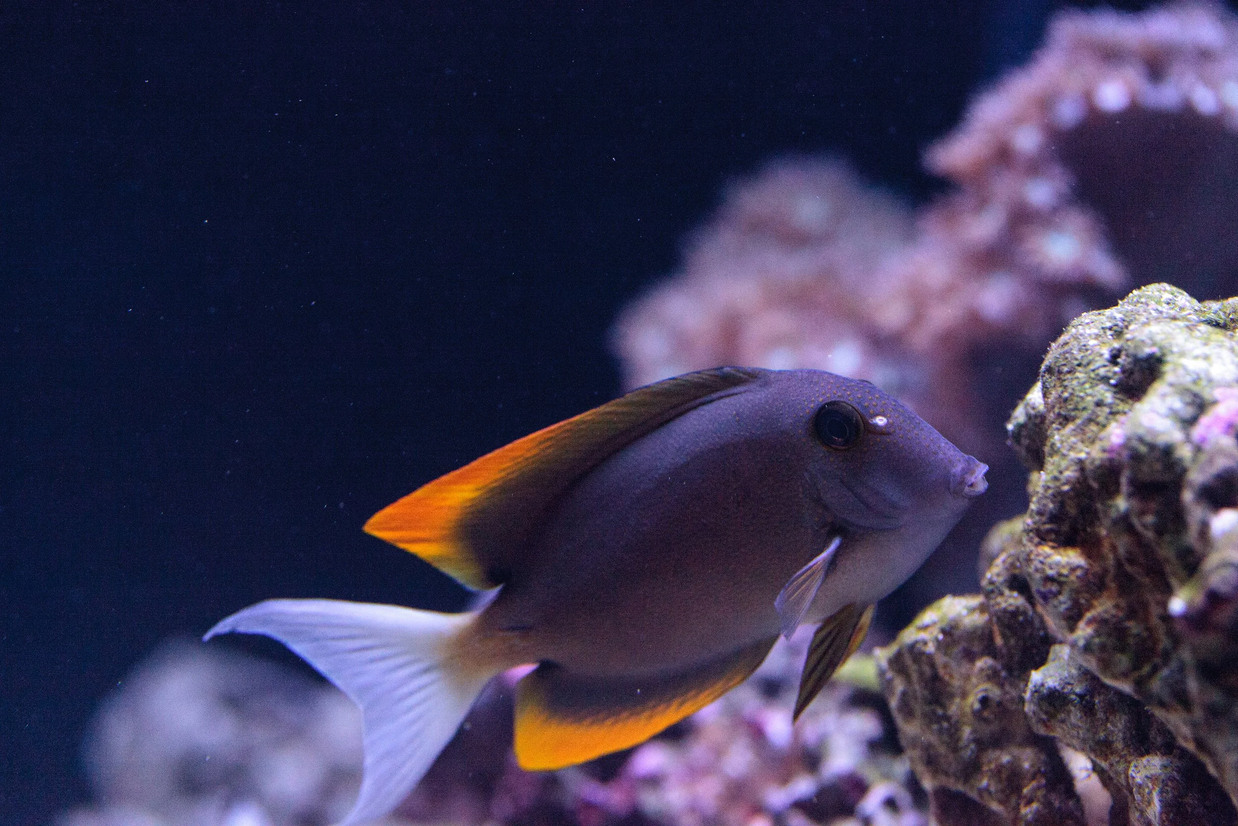 Bristletooth Tangs (Copy)