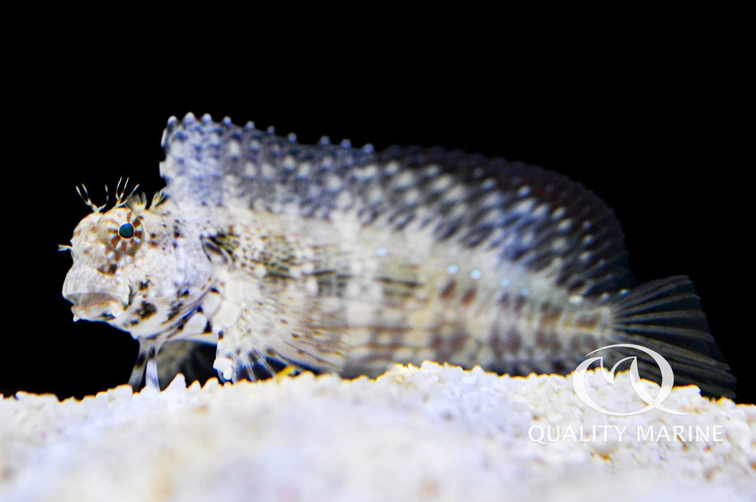 eat hair algae lawnmower blenny.jpg