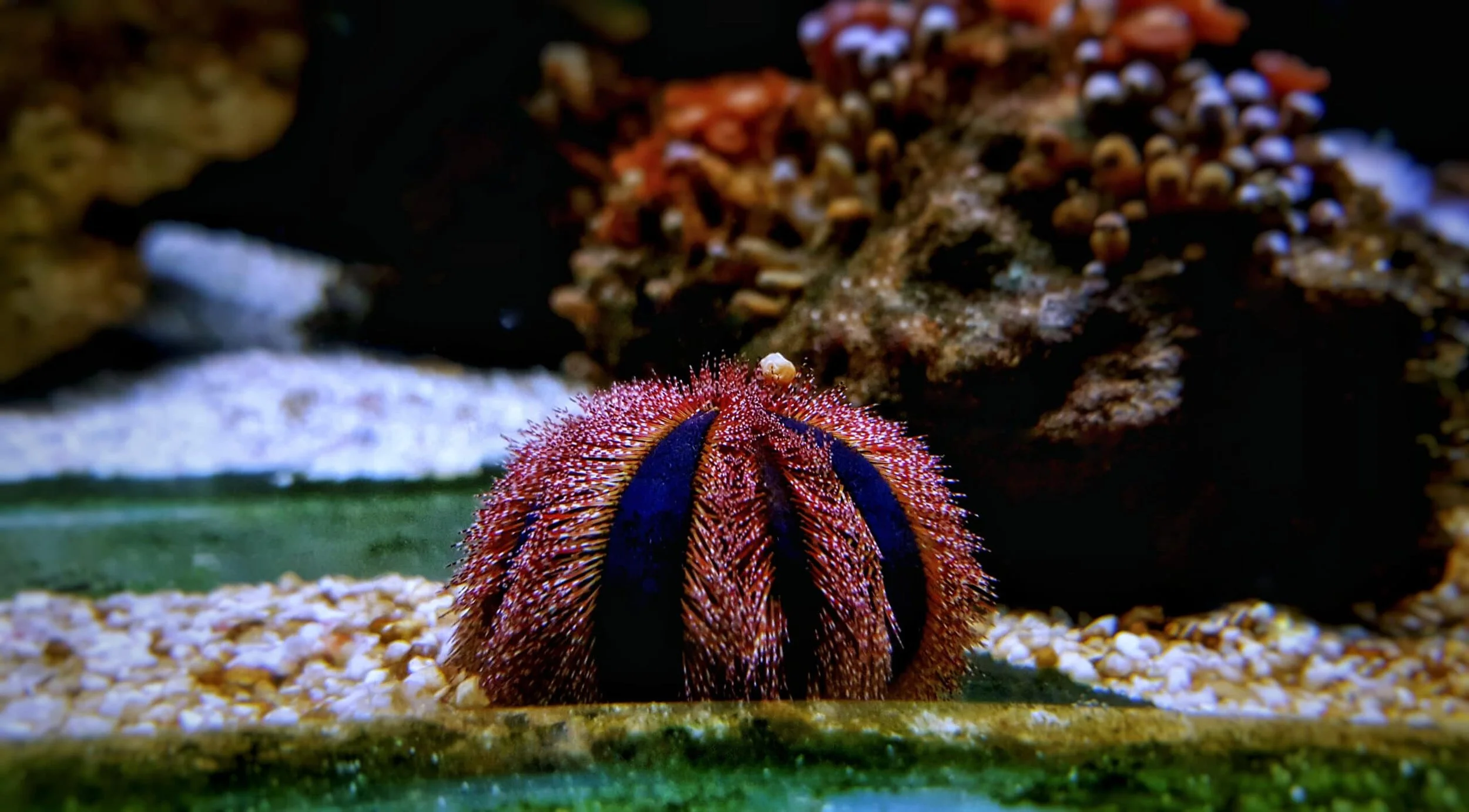 eat hair algae sea urchin.jpg