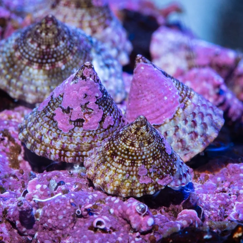 eat hair algae trochus snails.jpg