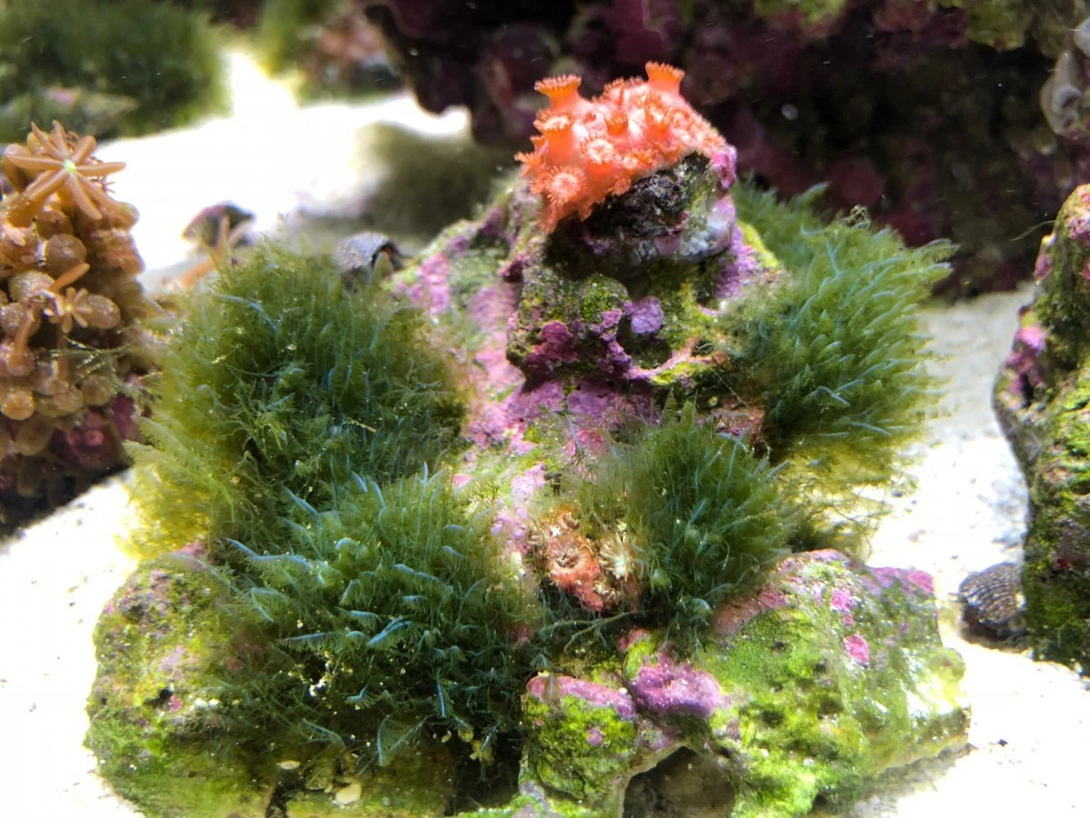 Bryopsis and hair algae fluconazole 2.JPG