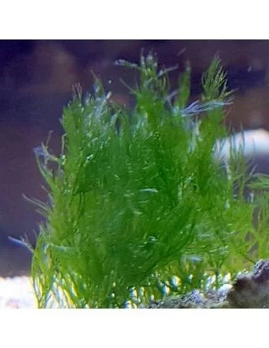 Bryopsis and hair algae fluconazole.jpeg
