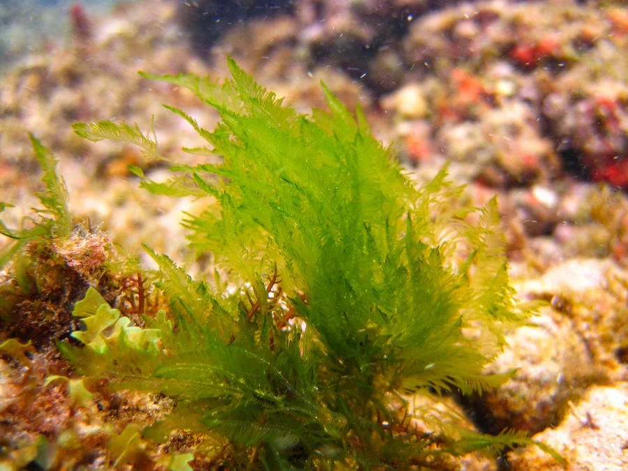 Bryopsis and hair algae reef flux .jpg