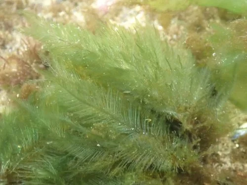 Bryopsis and hair algae reef flux2.jpg
