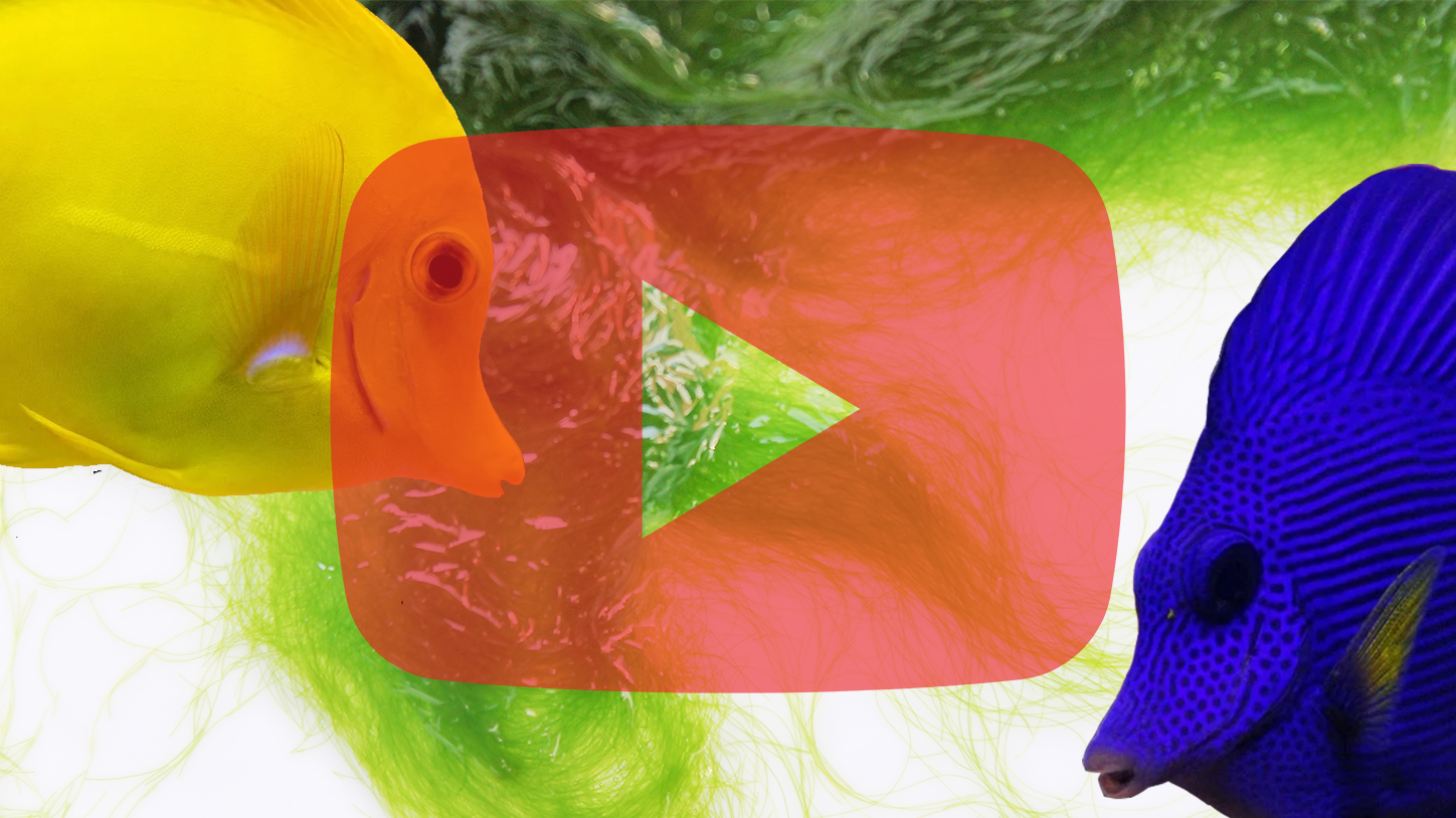 What Eats Hair Algae in a Reef Tank?