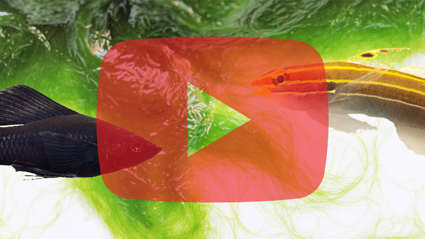 What Eats Hair Algae in a Nano Reef Tank?