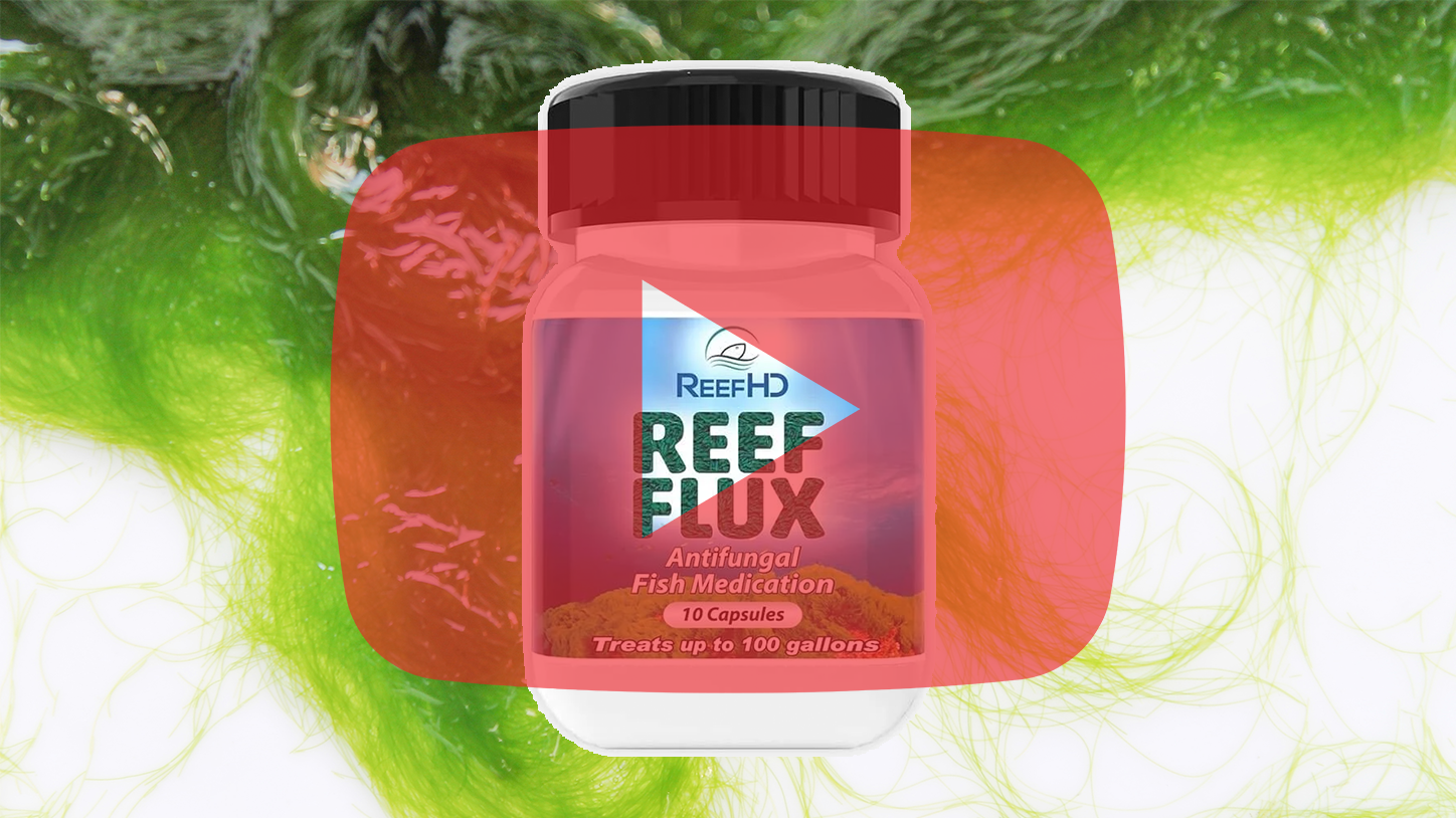 How to Eliminate Hair Algae: Reef Flux &amp; Fluconazole Edition