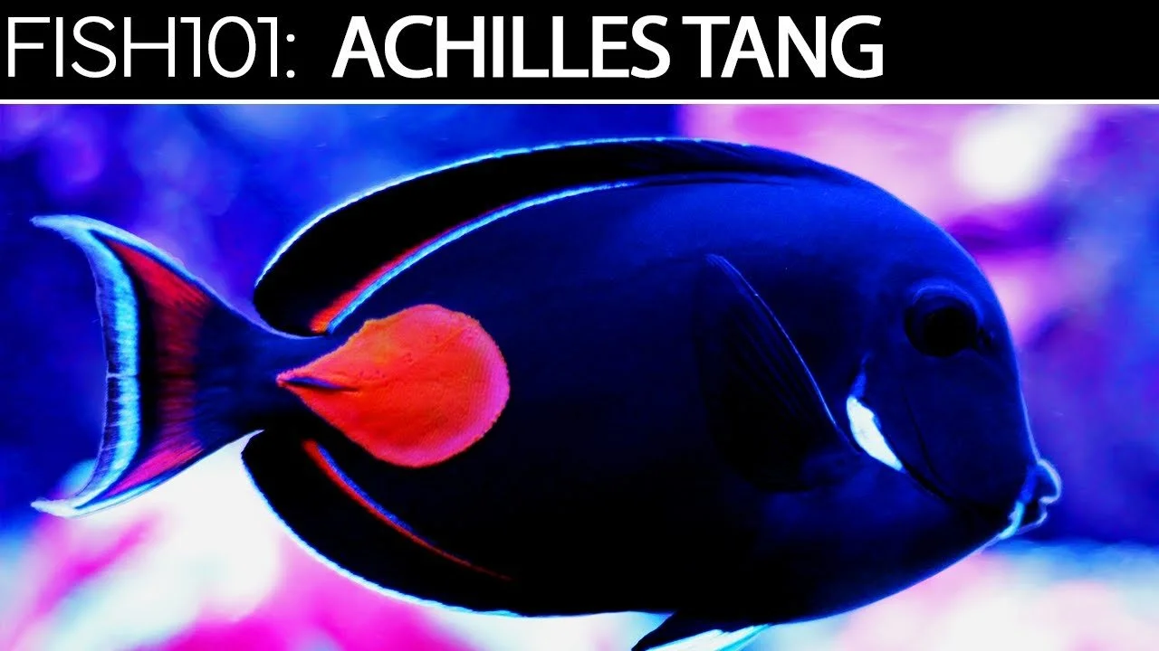 Achilles Tang | Saltwater Fish Care Guides (Copy)