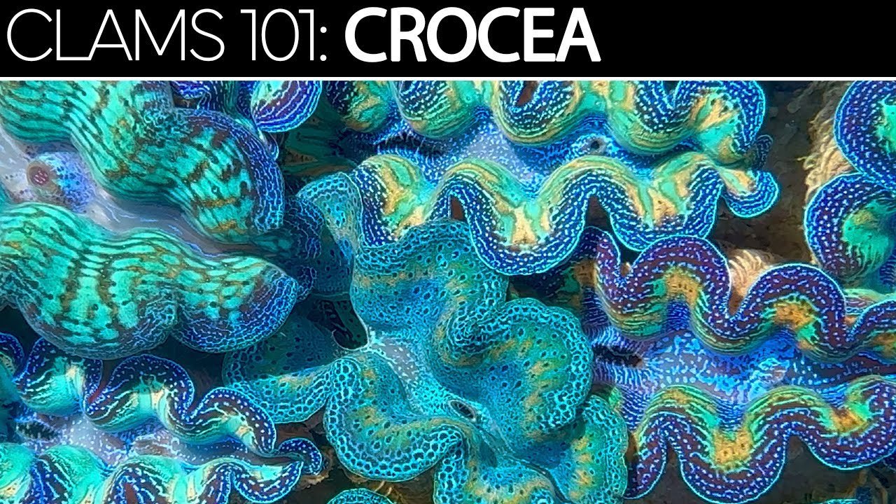 Crocea | Clams 101 Care Guide, Tips, & Troubleshooting