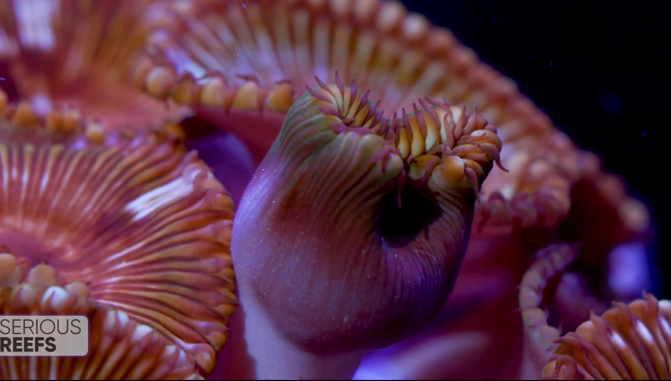 Polyp Eating