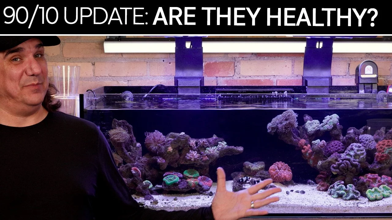 90/10 LPS Update: How Healthy Are Your Corals, Really