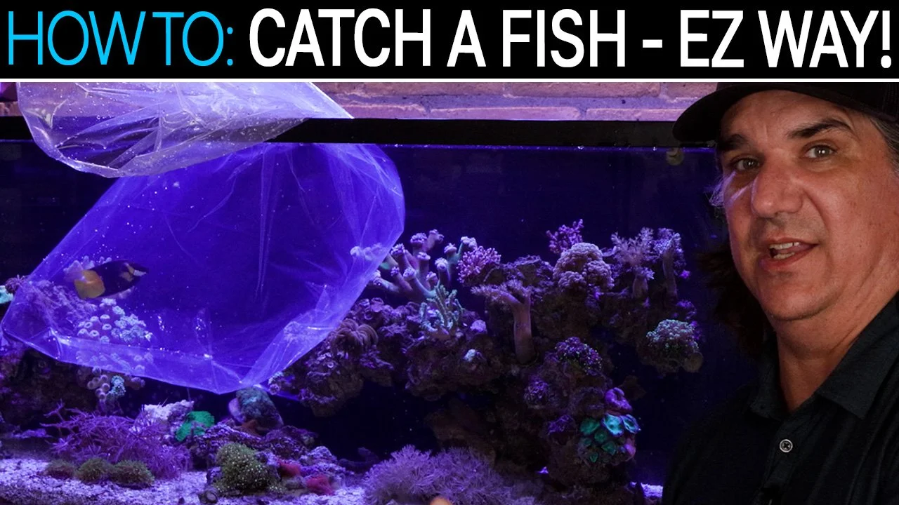 The No-Stress Easy Way to Catch Any Fish In Your Reef Tank | SR How To