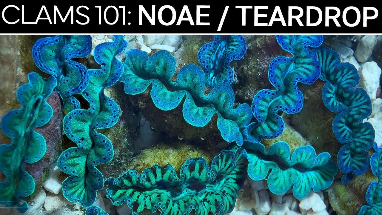 Noae  | Clams 101 Care Guide, Tips, & Troubleshooting