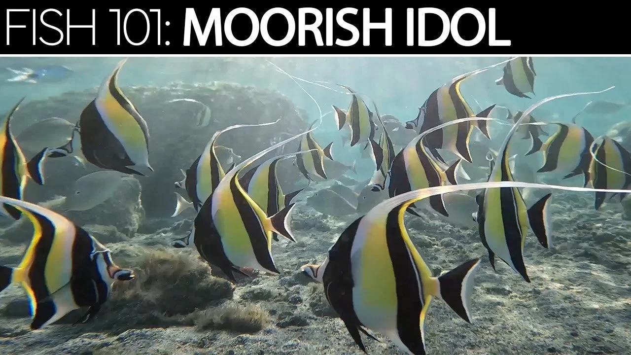 Moorish Idol | Saltwater Fish Care Guides (Copy)