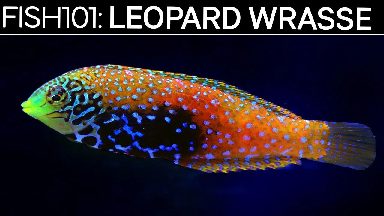 Leopard Wrasse | Saltwater Fish Care Guides (Copy)