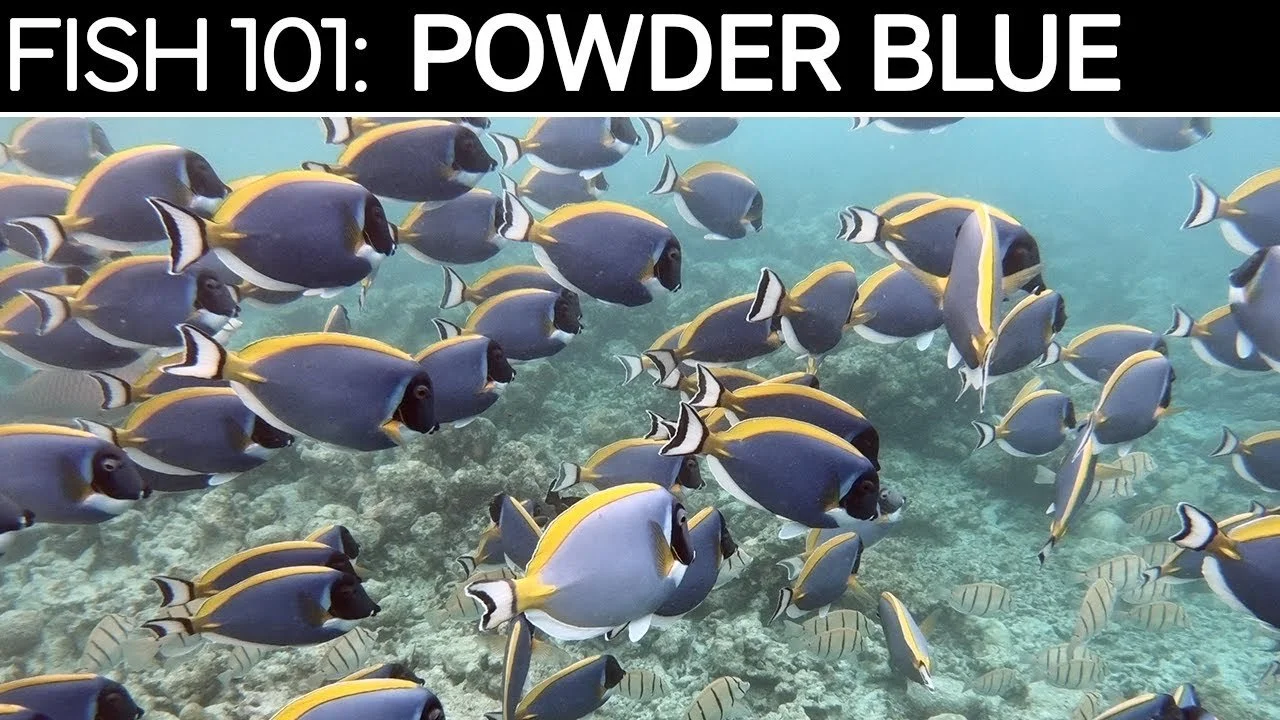 Powder Blue Tang  | Saltwater Fish Care Guides (Copy)