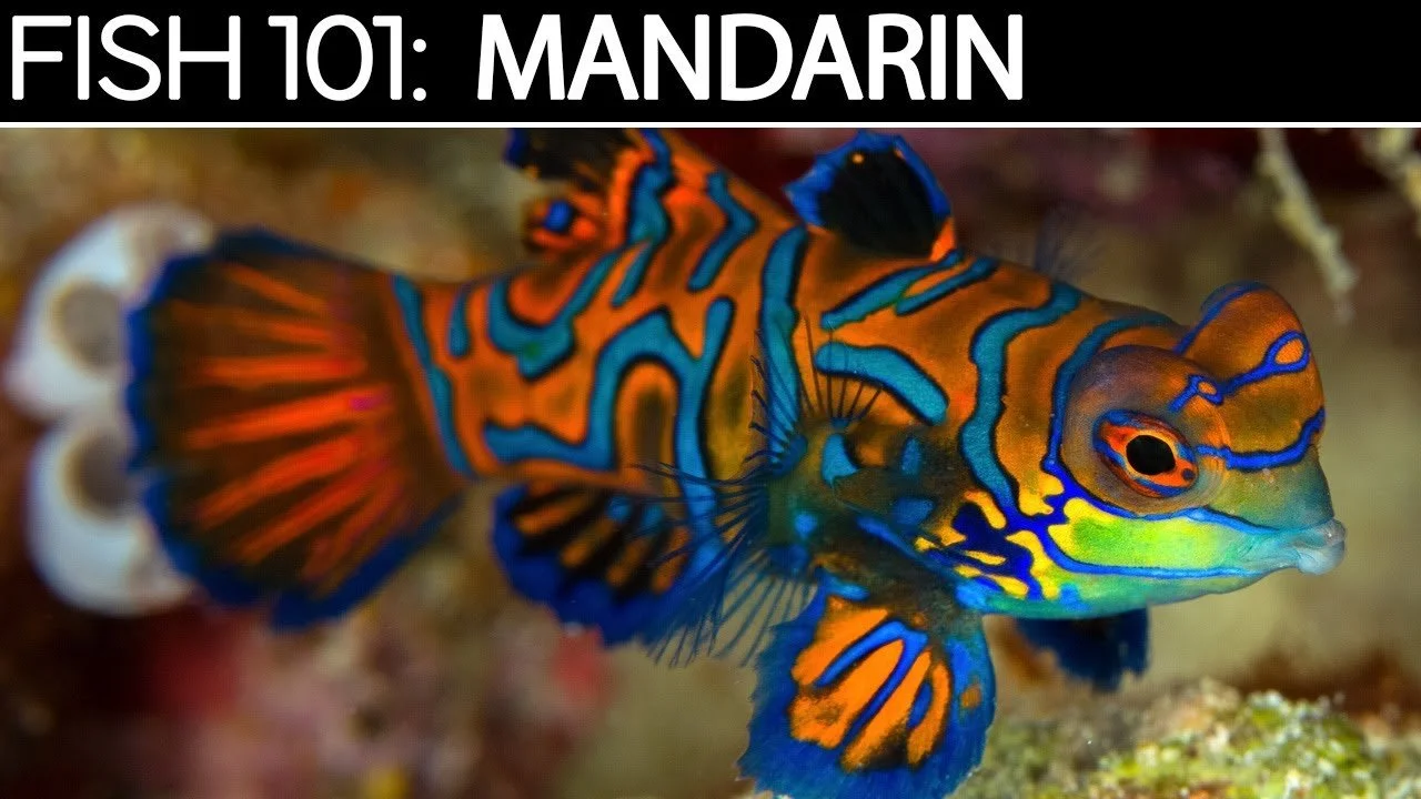 Mandarin Goby | Saltwater Fish Care Guides (Copy)