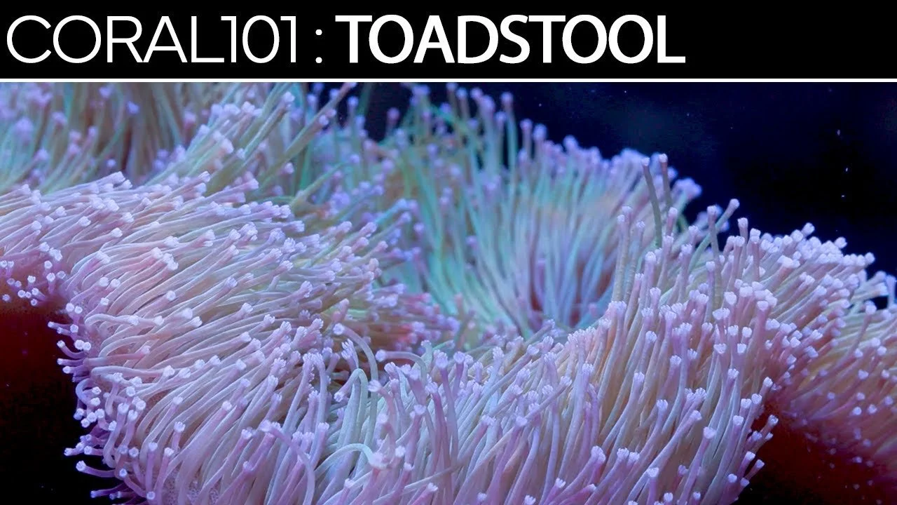 Toadstool Leathers | Coral 101 Care Guide, Tips, & Troubleshooting (Copy)