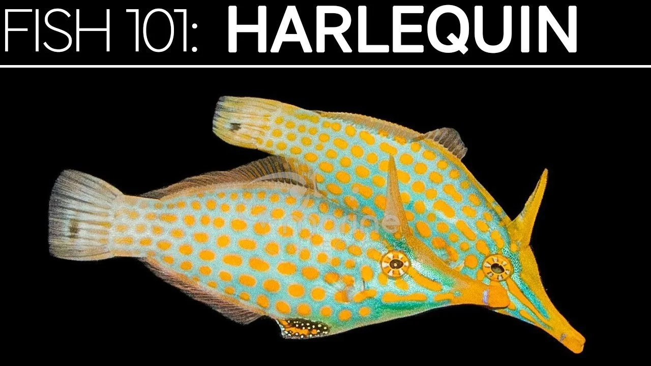 Harlequin Filefish | Saltwater Fish Care Guides (Copy)