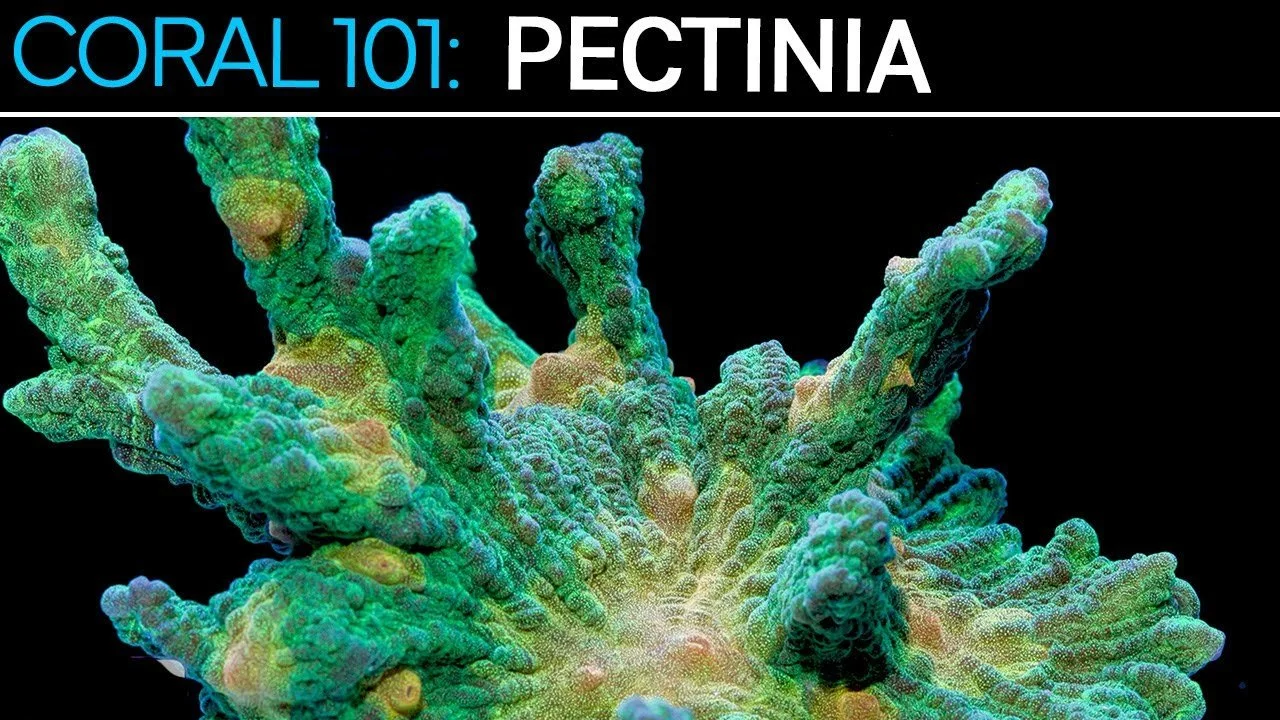 Pectinia | Coral 101 Care Guide, Tips, & Troubleshooting (Copy)