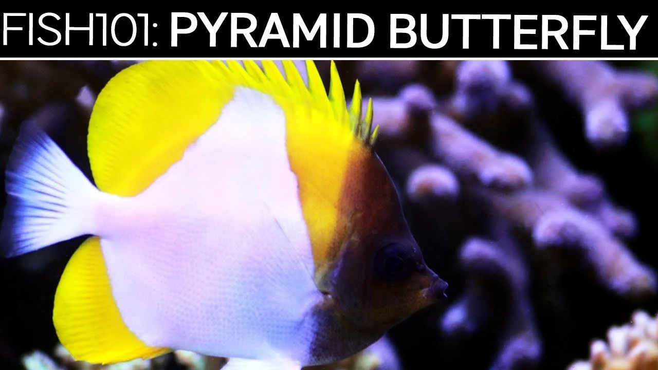 Pyramid Butterflyfish | Saltwater Fish Care Guides (Copy)