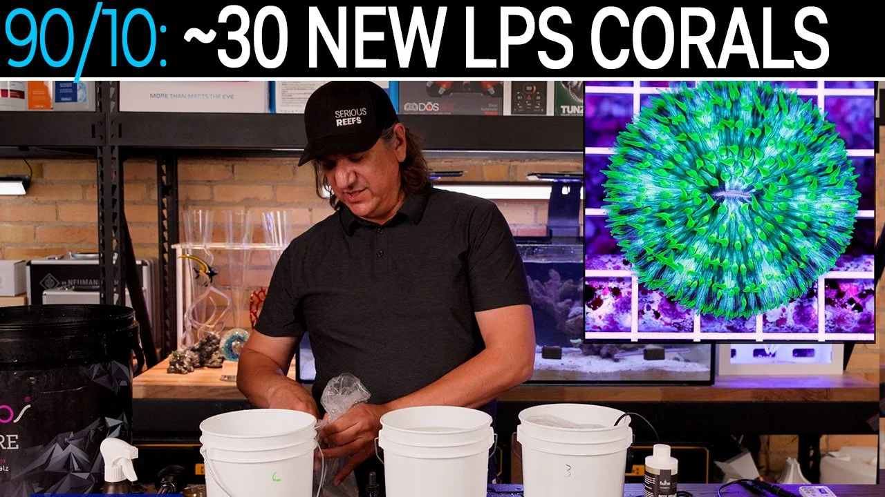 Coral Day: 30 Corals, What They Are, and How We Dipped Them