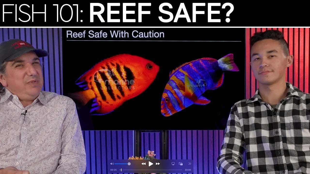 What Does 'Reef Safe with Caution' Mean? It's a Numbers Game | SR Cast Podcast