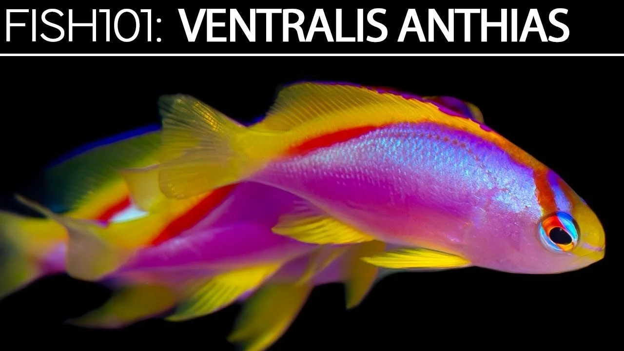 Ventralis Anthias | Saltwater Fish Care Guides (Copy)