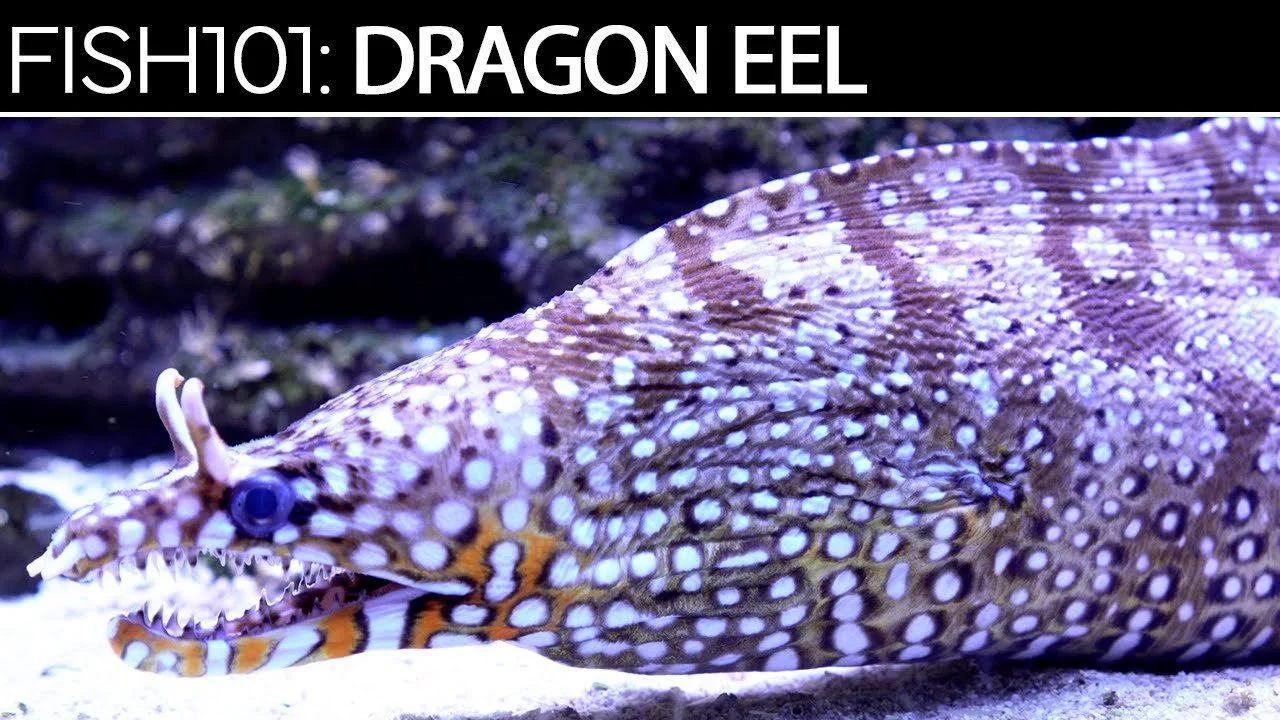 Dragon Eel  | Saltwater Fish Care Guides (Copy)