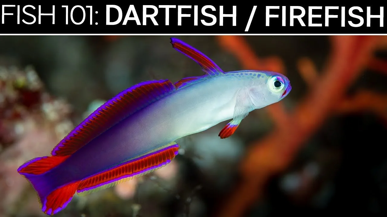Dartfish &  Filefish | Saltwater Fish Care Guide (Copy)