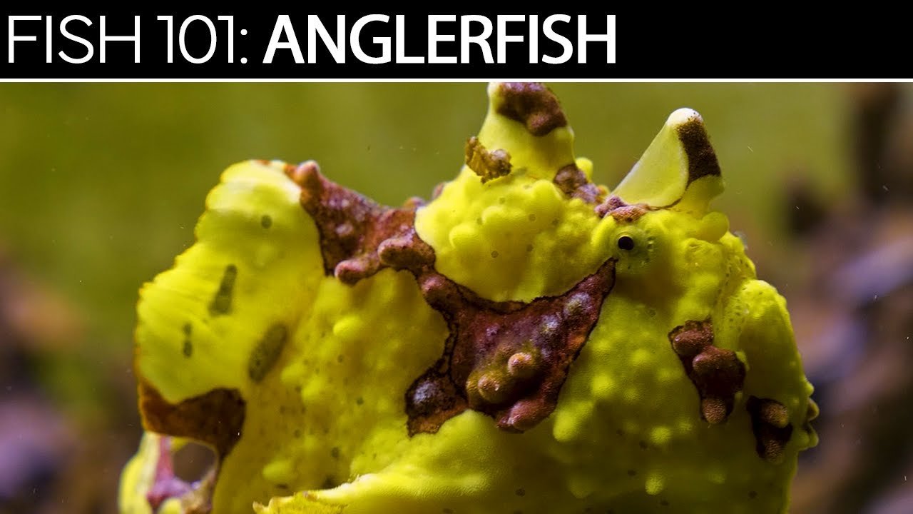 Anglerfish | Saltwater Fish Care Guides (Copy)